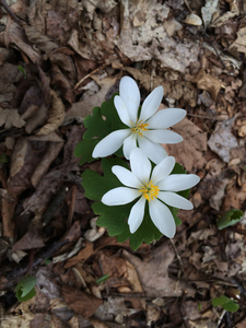 Photo By: Stephen M Young. Photo taken: Onondaga County, NY on 3 May 2014